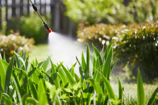 24/7 Emergency Ant Control experts in Quanah, TX